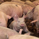 'Apocalypse in The Making': Authorities to Use Drones and Snipers to Kill Infected North Korean Pigs